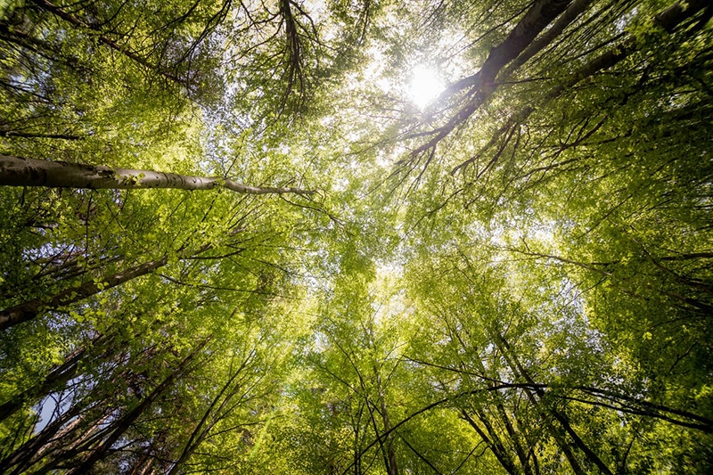 Streamlined environmental review processes (looking up at trees)