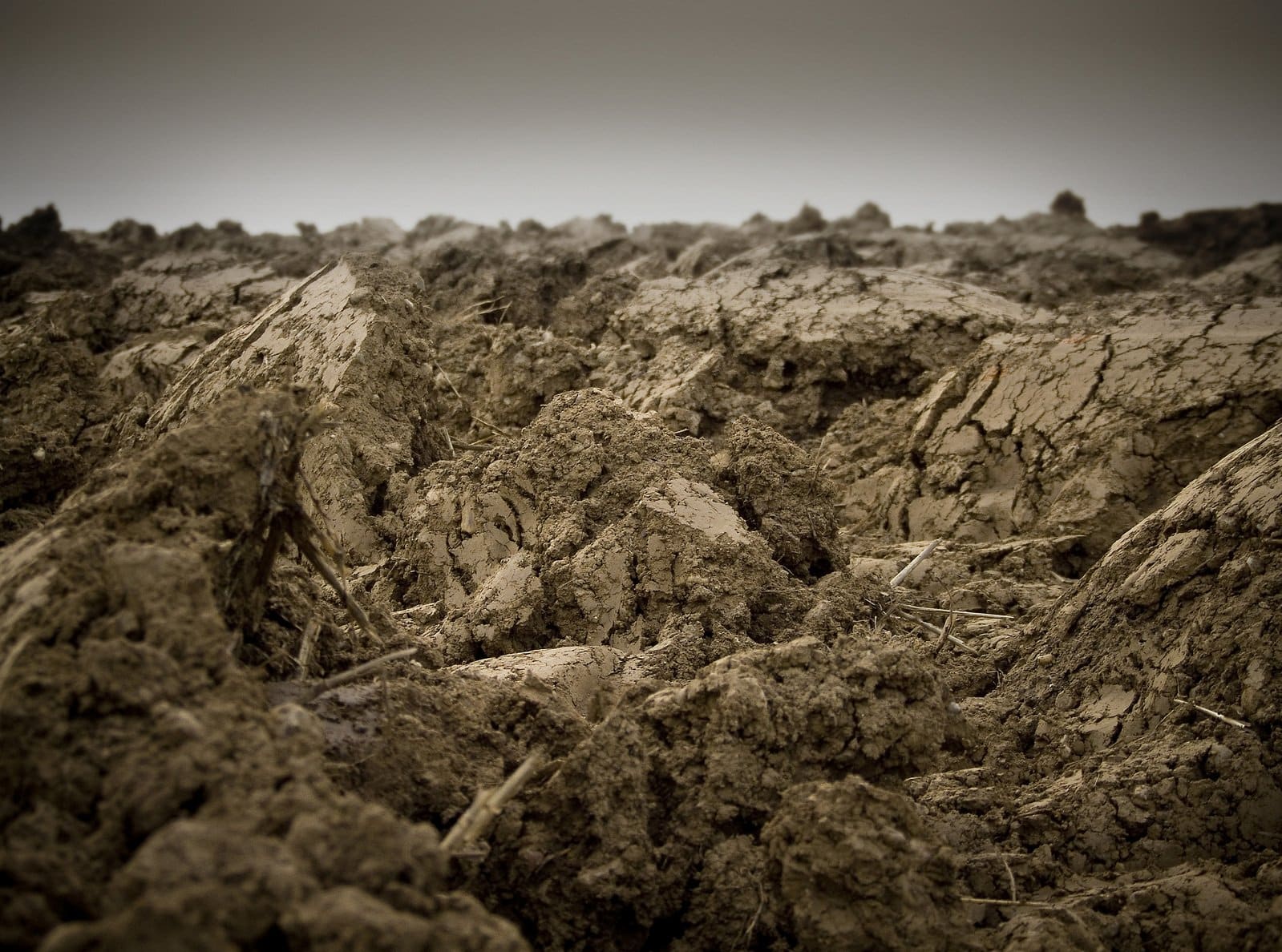 the pillar field